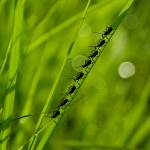 Serenity Green