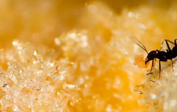 Açúcar Refinado toda a verdade