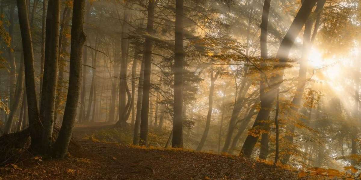 Guia de vitamina D | Benefícios, fontes e sintomas de deficiência