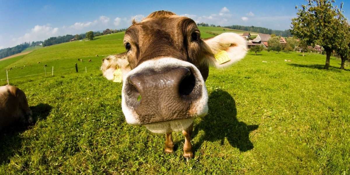 Como vacas causaram uma pequena falha na rede do data center do Google