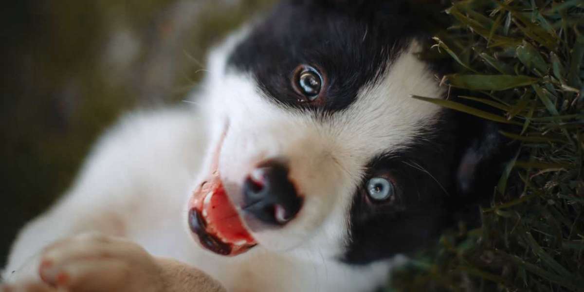Como a impressão 3D salva vidas de animais