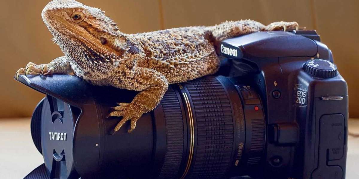 Os grandes reality shows que nos rastreia na Internet