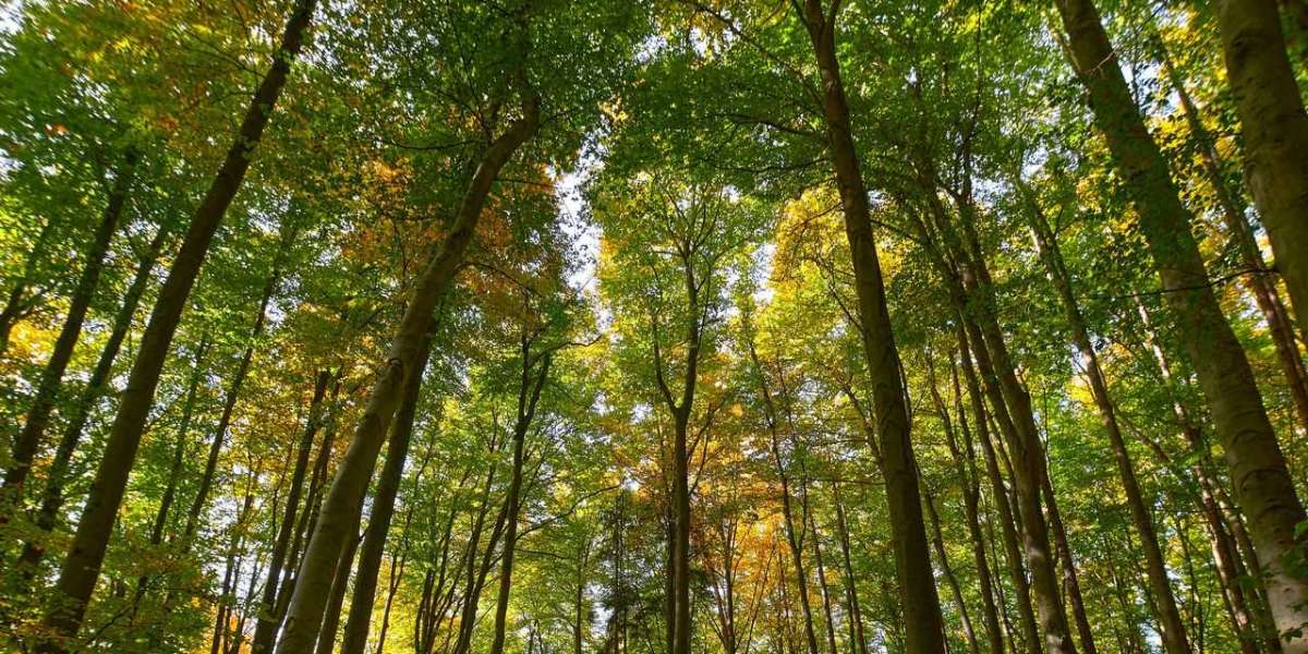 Como a inteligência artificial está transformando a agricultura