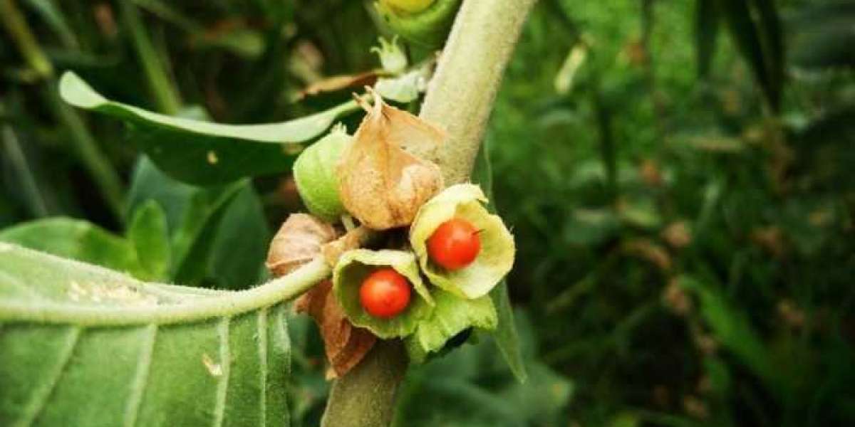 8 benefícios de Ashwagandha | O que é? Quais são seus efeitos colaterais?