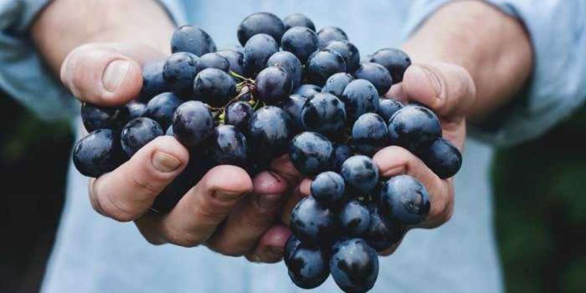 O que é o resveratrol trans? | Benefícios, efeitos colaterais e dosagem